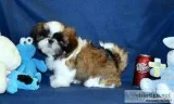 AKC Shih Tzu Boys Champion Bloodlines