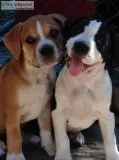 Puppies boxer