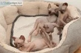 9 Weeks old Sphynx Kittens For Rehoming