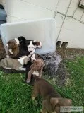 American bandogge Mastiff