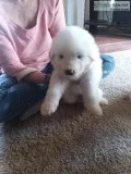 Great Pyrenees Puppies