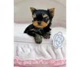 FINANCE A PUPPY   200  A MONTH PAYMENTS
