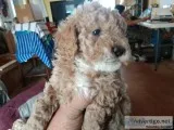 Minature poodles puppies