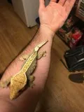 Adult Female 100% Pinstripe Crested Gecko