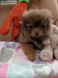 Pomeranian Puppies