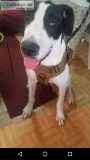 8 Month Male Great Dane