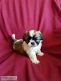 Shih tzu puppies