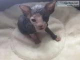 Adorable male and Female Sphynx Kittens