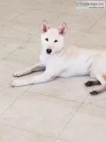 shiba inu