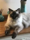 Cats - Rag Dolls