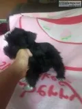 Mini Schnauzer