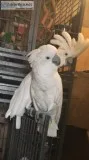 Pair Umbrella Cacatoo