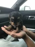 Cute outstanding Teacup puppies Ready