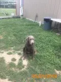 Rehoming silver Labrador