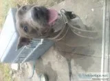 For Sale Blue Nose