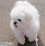 Puppies for sale