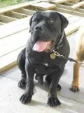 BOERBOEL PUPPIES FOR SALE