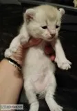 Exotic Highland Lynx kittens