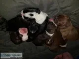 Boston Terrier Puppies