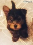 YORKIES. YORKIES YORKIES