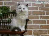 TICA RAGDOLL KITTEN