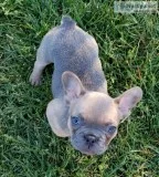 French Bulldog Puppy