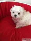 black eyes (casper) Gorgeous Kc Reg Maltese Pup.
