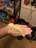 Adult Female Reddish Crested Gecko
