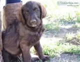 Labradoodles