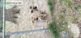 akc German shepherd puppies