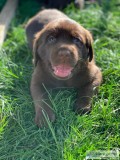 Goldador Puppies