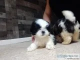 Pure shishtzu one boy left