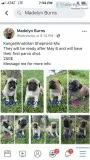 KangelAnatolian Shepherd