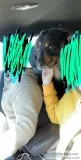 Dog in need of good home