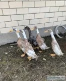 Indian RunnerRouen Duck Flock