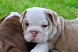FRENCH BULLODGS and ENGLISH BULLDOGS