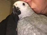 Heavenly Feathered Aviary