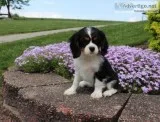 male and females cavalier pups avail