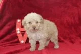 Jenni Female Mini Aussiepoo