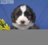 Lily Female Mini Aussie Doodle