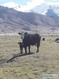 12 Pairs of Crossbred CowCalf for Sale