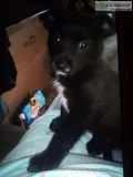 Porki puppie 8 weeks old  pomyorki mix