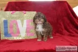 Maxx Male Mini Aussiepoo