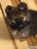 ACA CHAMPION PEDIGREE SABLE POMERANIAN PUPPY