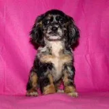 Bailey Female Cocker Spaniel ACA