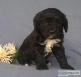 Munchkin Male Mini Aussie Doodle