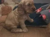 3 Stunning Golden Cocker Spaniel Puppies