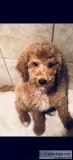 Gorgeous Golden Doodle for Sale