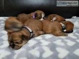 Adorable Teddy Bear Lhasa Apso Puppies