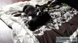 Great Dane puppied